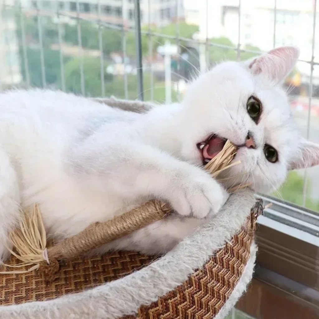 Cat Chew Stick